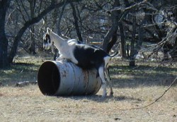 Trying to Have Itself Over a Barrel; image by plong (http://www.flickr.com/photos/plong/)