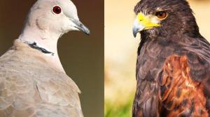 Avian Games: Chicken, or Hawk-and-Dove?